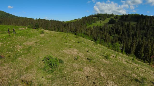 Лука на узвишші, хвойний ліс